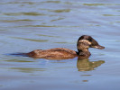 White-Headed Duck (WWT Slimbridge May 2012) - pic by Nigel Key